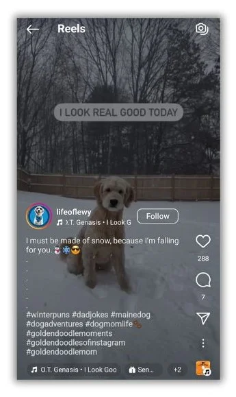 Winter puns - Instagram post with a dog and a cute pun.